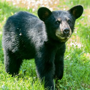 Fundraising Page: Tina Starner